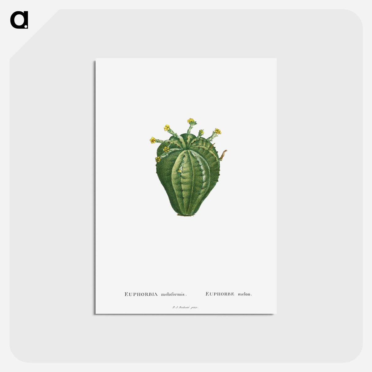 アートポストカード-Euphorbia Meloformis - ピエール ジョゼフ ルドゥーテ Postcard.