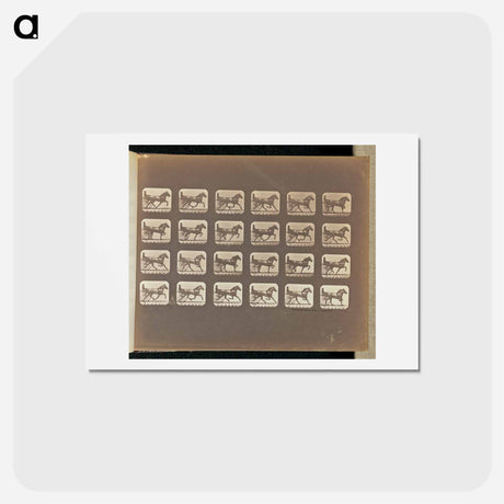 アートポストカード-Trotting
 - エドワード マイブリッジ Postcard.