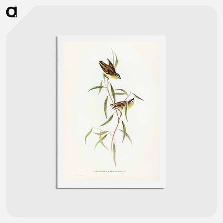アートポストカード-Allied Pardalote
 - ジョン グールド Postcard.