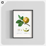 Apple - Pierre Joseph Redouté Poster.