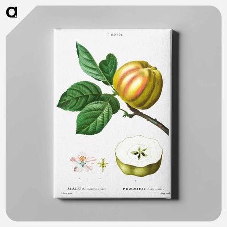 アートパネル-Apple - ピエール ジョゼフ ルドゥーテ Canvas.