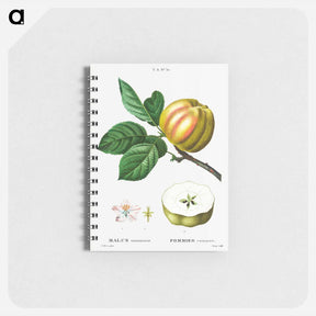 アートメモ帳-Apple - ピエール ジョゼフ ルドゥーテ Memo.
