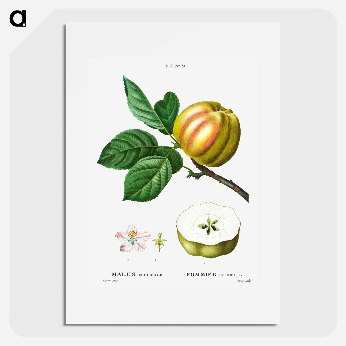 Apple - Pierre Joseph Redouté Poster.