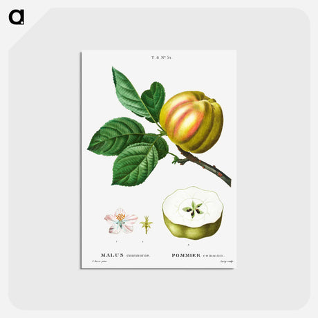 アートポストカード-Apple - ピエール ジョゼフ ルドゥーテ Postcard.