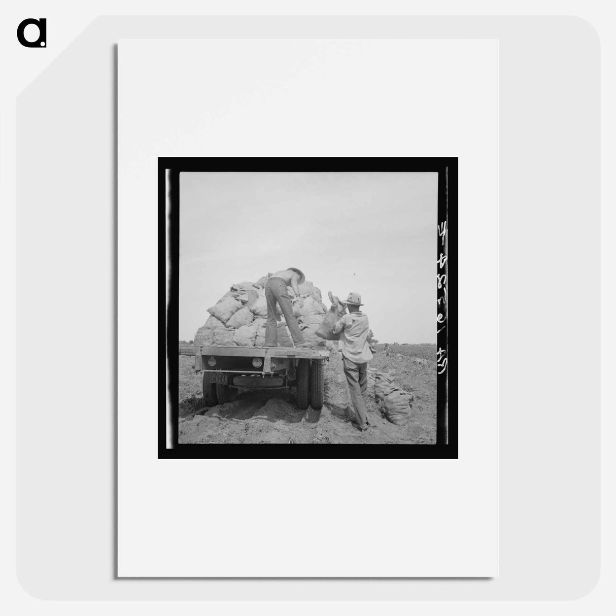 Loading a potato truck as it goes down the rows, Near Shafter, California - Dorothea Lange Poster.