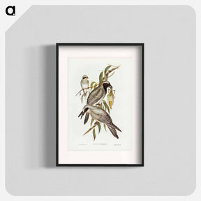 アートポスター-Black-faced Cuckooshrike
 - ジョン グールド Poster.