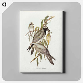 アートパネル-Black-faced Cuckooshrike
 - ジョン グールド Canvas.