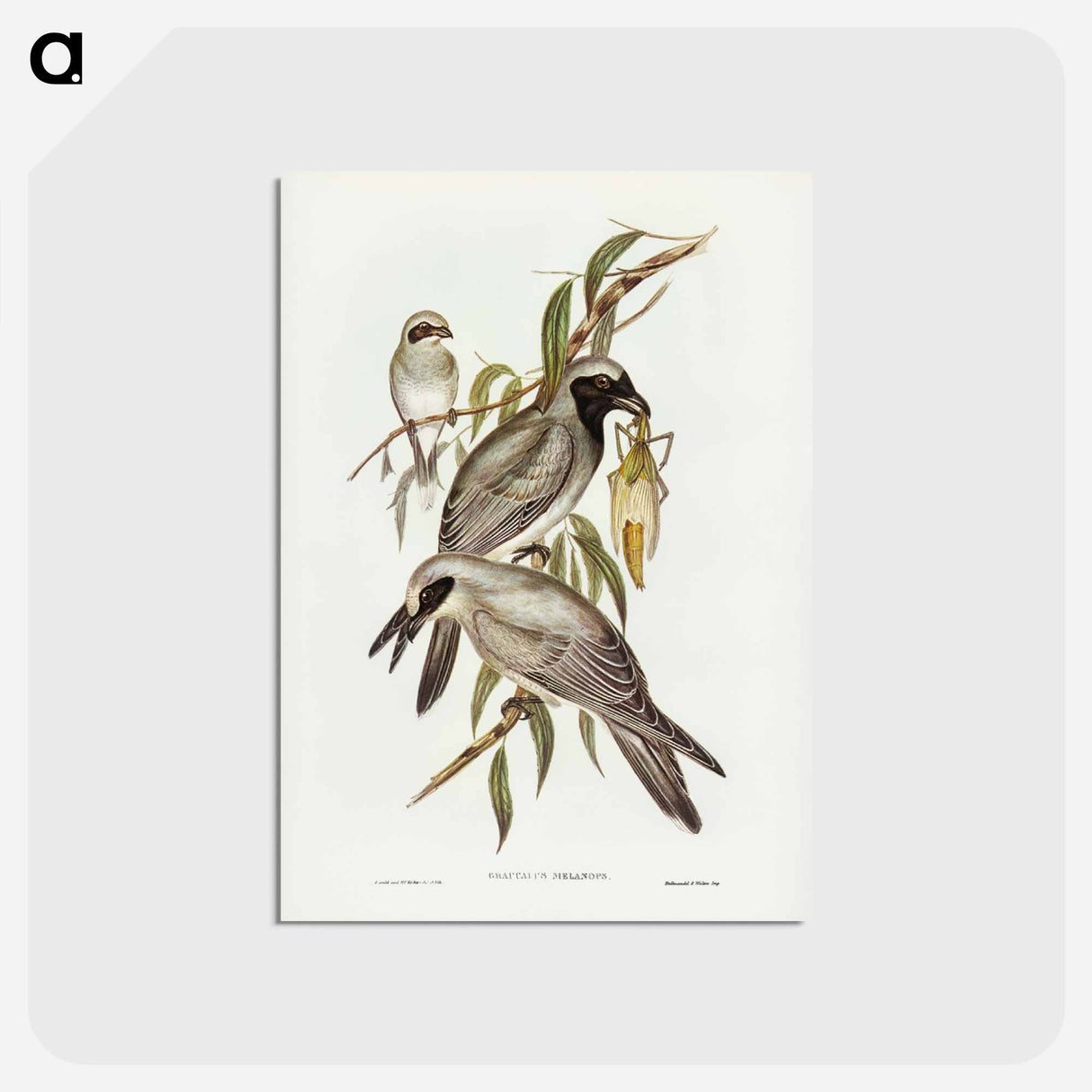 アートポストカード-Black-faced Cuckooshrike
 - ジョン グールド Postcard.