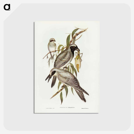 アートポストカード-Black-faced Cuckooshrike
 - ジョン グールド Postcard.