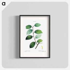 アートポスター-Eared willow - ピエール ジョゼフ ルドゥーテ Poster.