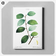 アートパネル-Eared willow - ピエール ジョゼフ ルドゥーテ Canvas.