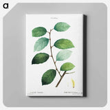 アートパネル-Eared willow - ピエール ジョゼフ ルドゥーテ Canvas.