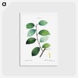 アートポストカード-Eared willow - ピエール ジョゼフ ルドゥーテ Postcard.