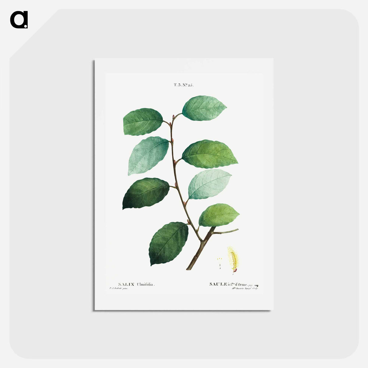 アートポストカード-Eared willow - ピエール ジョゼフ ルドゥーテ Postcard.