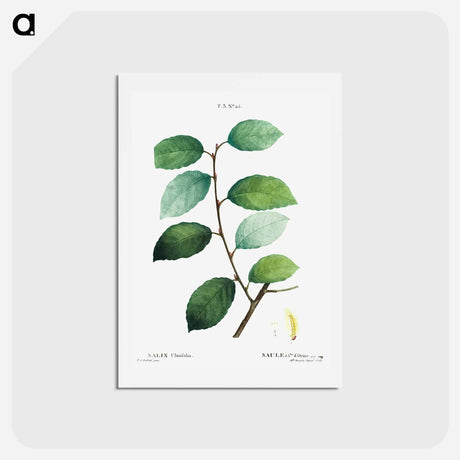 アートポストカード-Eared willow - ピエール ジョゼフ ルドゥーテ Postcard.