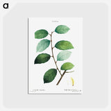 アートポストカード-Eared willow - ピエール ジョゼフ ルドゥーテ Postcard.