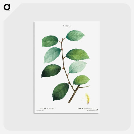 アートポストカード-Eared willow - ピエール ジョゼフ ルドゥーテ Postcard.