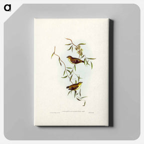 アートパネル-Forty-spotted Pardalote
 - ジョン グールド Canvas.