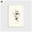 アートポストカード-Forty-spotted Pardalote
 - ジョン グールド Postcard.