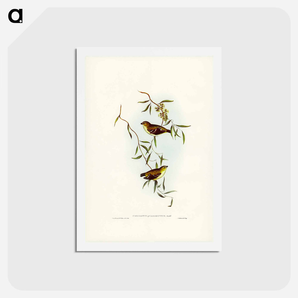 アートポストカード-Forty-spotted Pardalote
 - ジョン グールド Postcard.