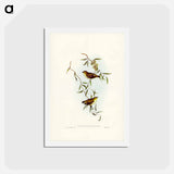 アートポストカード-Forty-spotted Pardalote
 - ジョン グールド Postcard.