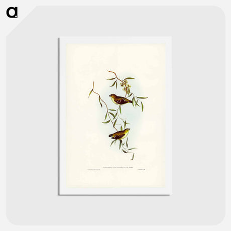 アートポストカード-Forty-spotted Pardalote
 - ジョン グールド Postcard.