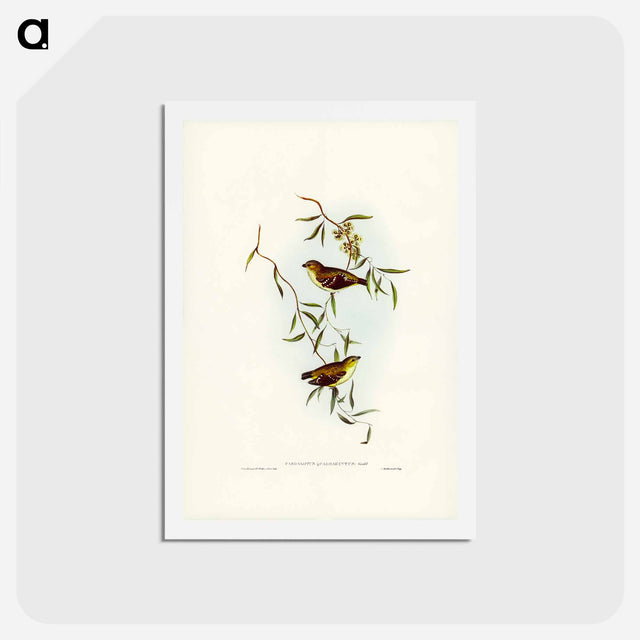 アートポストカード-Forty-spotted Pardalote
 - ジョン グールド Postcard.