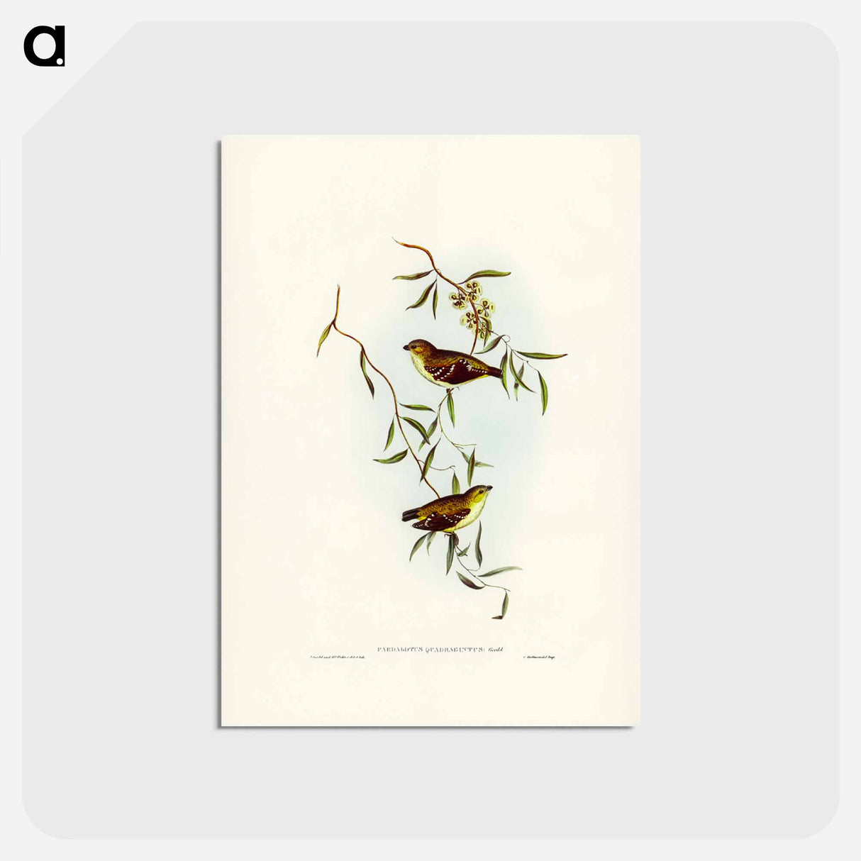 アートポストカード-Forty-spotted Pardalote
 - ジョン グールド Postcard.