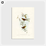アートポストカード-Forty-spotted Pardalote
 - ジョン グールド Postcard.