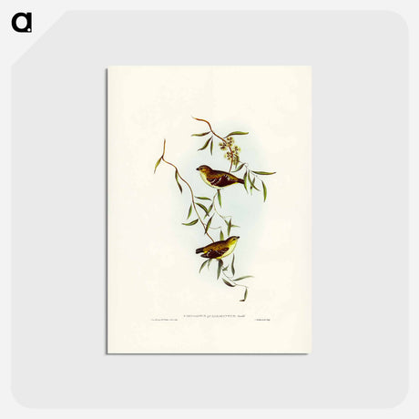 アートポストカード-Forty-spotted Pardalote
 - ジョン グールド Postcard.