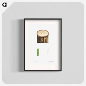 アートポスター-Tree stump and plant stem - ピエール ジョゼフ ルドゥーテ Poster.