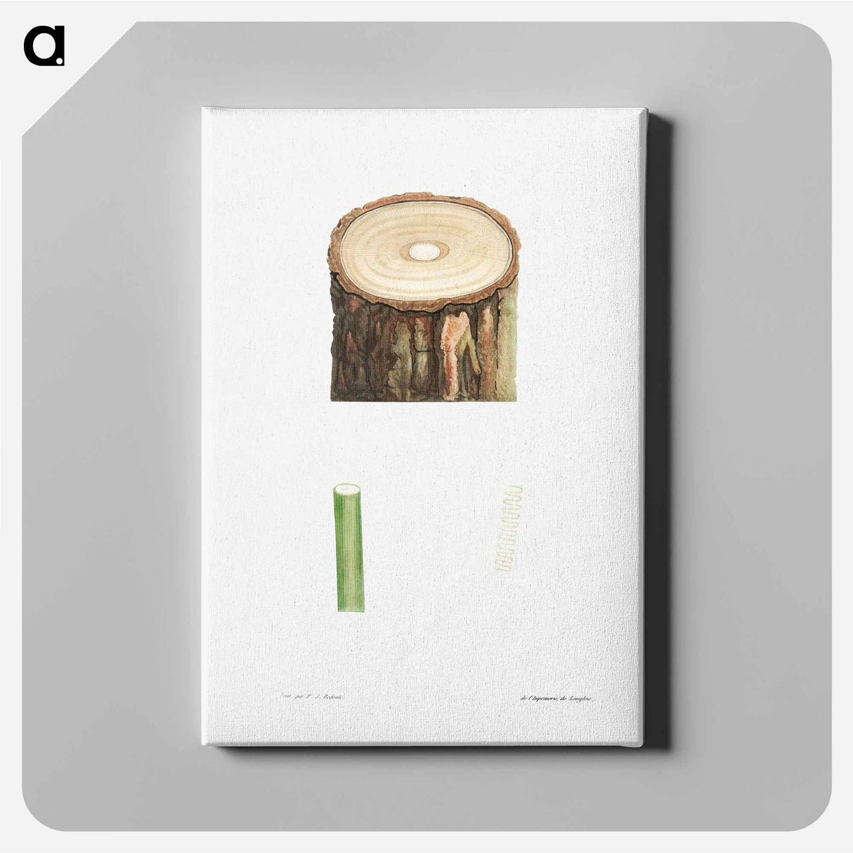 Tree stump and plant stem - ピエール ジョゼフ ルドゥーテ Canvas.