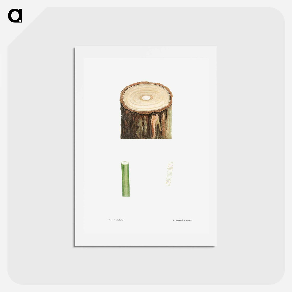 アートポストカード-Tree stump and plant stem - ピエール ジョゼフ ルドゥーテ Postcard.