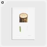 アートポストカード-Tree stump and plant stem - ピエール ジョゼフ ルドゥーテ Postcard.