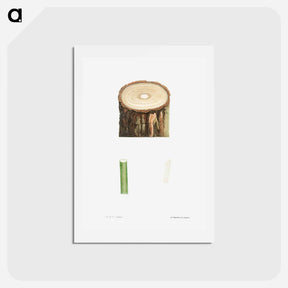 アートポストカード-Tree stump and plant stem - ピエール ジョゼフ ルドゥーテ Postcard.