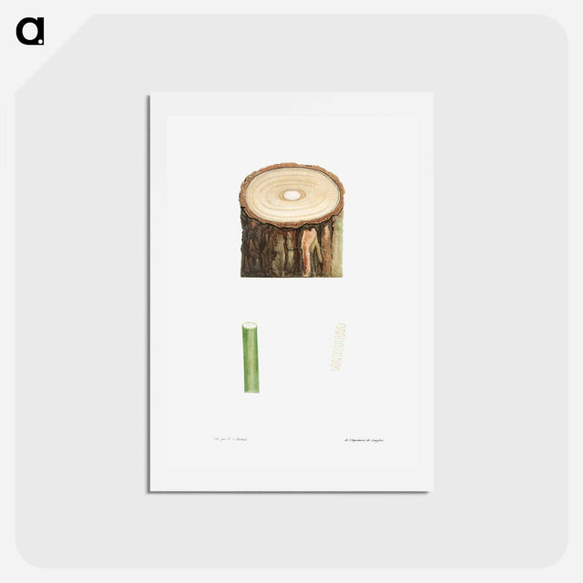 アートポストカード-Tree stump and plant stem - ピエール ジョゼフ ルドゥーテ Postcard.