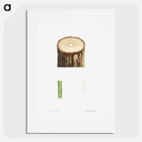 Tree stump and plant stem - ピエール ジョゼフ ルドゥーテ Poster.