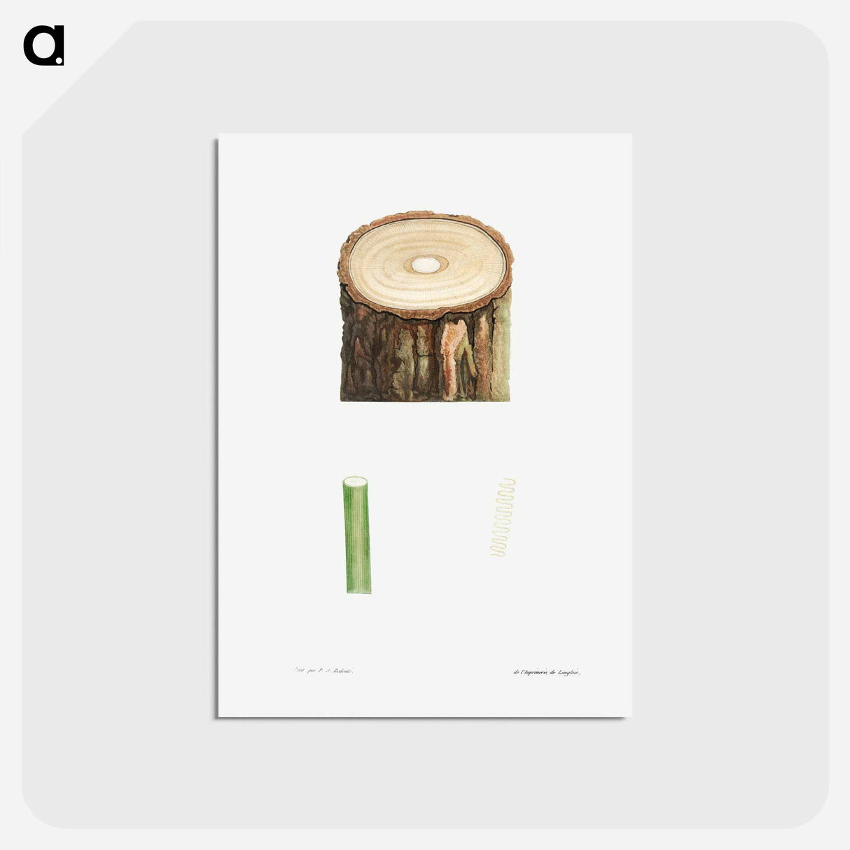 アートポストカード-Tree stump and plant stem - ピエール ジョゼフ ルドゥーテ Postcard.