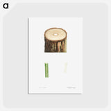 アートポストカード-Tree stump and plant stem - ピエール ジョゼフ ルドゥーテ Postcard.