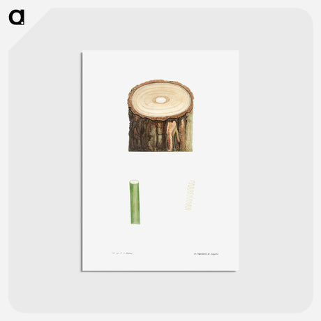 アートポストカード-Tree stump and plant stem - ピエール ジョゼフ ルドゥーテ Postcard.
