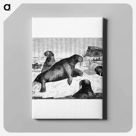アートパネル-Walrus on an Ice-Pack
 - 大英図書館 Canvas.