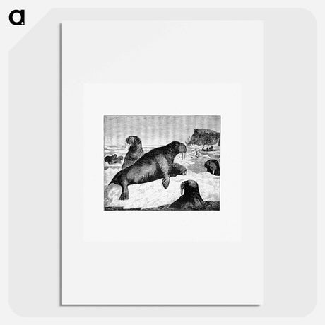 アートポスター-Walrus on an Ice-Pack
 - 大英図書館 Poster.