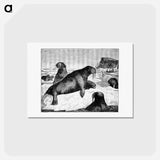 アートポストカード-Walrus on an Ice-Pack
 - 大英図書館 Postcard.