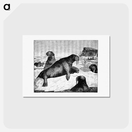 アートポストカード-Walrus on an Ice-Pack
 - 大英図書館 Postcard.
