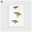 アートポストカード-Australian Wattlebirds
 - ジョン グールド Postcard.