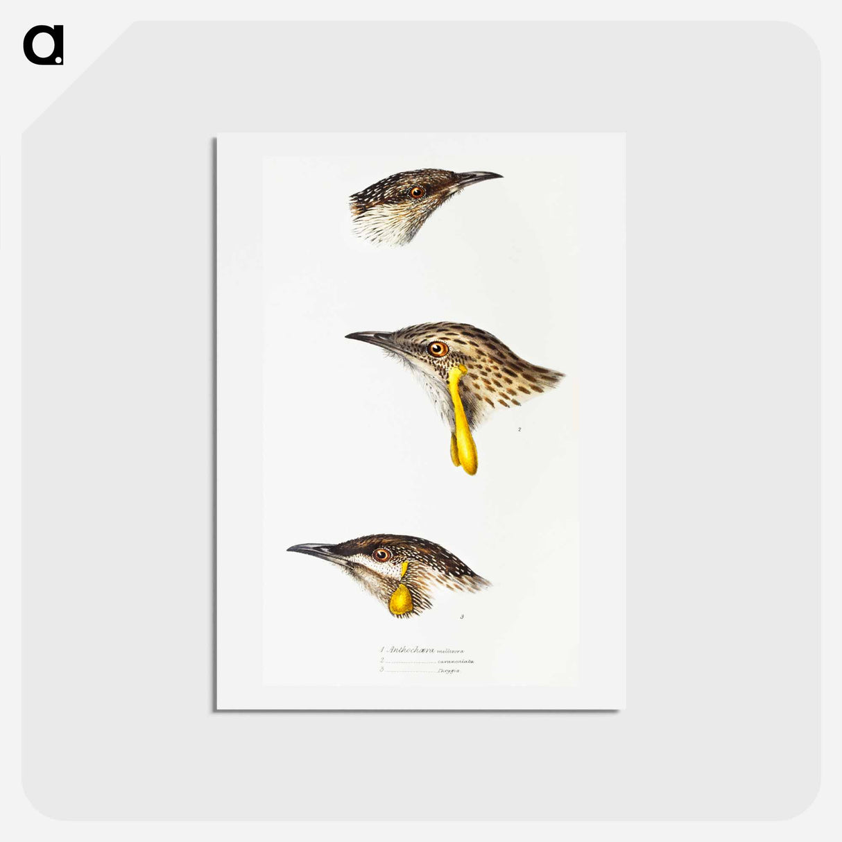 アートポストカード-Australian Wattlebirds
 - ジョン グールド Postcard.