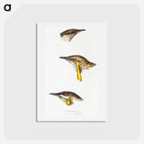 アートポストカード-Australian Wattlebirds
 - ジョン グールド Postcard.
