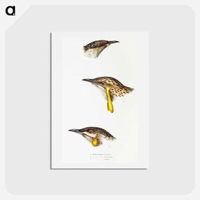 アートポストカード-Australian Wattlebirds
 - ジョン グールド Postcard.