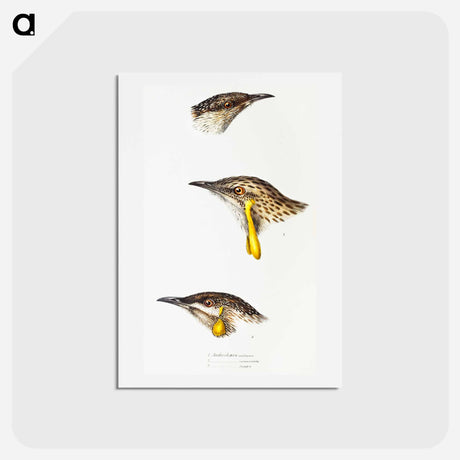 アートポストカード-Australian Wattlebirds
 - ジョン グールド Postcard.