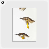 アートポストカード-Australian Wattlebirds
 - ジョン グールド Postcard.